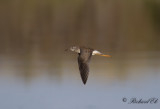 Mindre gulbena - Lesser Yellowlegs (Tringa flavipes)