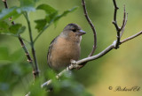 Azorbofink - Azores Chaffinch (Fringilla moreletti)