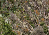 Orangestrupig skogssngare - Blackburnian Warbler (Dendroica fusca)