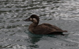 Vitnackad svrta - Surf Scoter (Melanitta perspicillata)