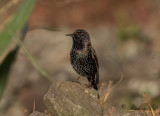 Stare - Common Starling (Sturnus vulgaris granti)