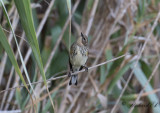 Gulgumpad skogssångare - Myrtle Warbler (Setophaga coronata coronata)