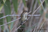 Gulgumpad skogssångare - Myrtle Warbler (Setophaga coronata coronata)