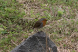 Rödhake - European Robin (Erithacus rubecula)