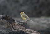 Kanariesiska - Atlantic Canary (Serinus canaria)