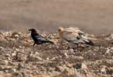 Korp - Canary Islands Raven (Corvus corax tingitanus) and Smutsgam - Egyptian Vulture (Neophron percnopterus)