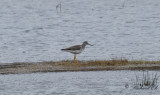 Större gulbena - Greater Yellowlegs (Tringa melanoleuca)