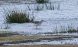 Större gulbena - Greater Yellowlegs (Tringa melanoleuca)