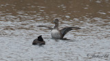 Ringand - Ring-necked Duck (Aythya collaris)