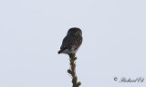 Sparvuggla - Pygmy owl (Glaucidium passerinum)