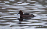 Vitögd dykand - Ferruginous Duck (Aythya nyroca)