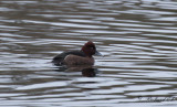 Vitögd dykand - Ferruginous Duck (Aythya nyroca)