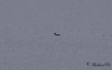 Svartnbbad islom - Common Loon (Gavia immer)
