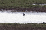 Större gulbena - Greater Yellowlegs (Tringa melanoleuca)