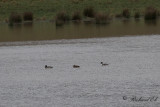 Stjärtand - Northern Pintail (Anas acuta)