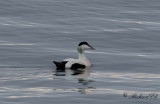 Ejder - Common Eider (Somateria mollissima)