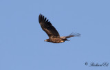 Havsörn - White-tailed Eagle (Haliaeetus albicilla)
