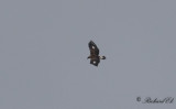 Kungsörn - Golden Eagle (Aquila chrysaetos)