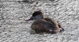 Rödhuvad dykand - Red-creasted Pochard (Netta rufina)