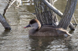 Rödhuvad dykand - Red-creasted Pochard (Netta rufina)
