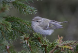 Bergtaigasångare - Hume's Leaf Warbler (Phylloscopus humei)