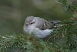 Bergtaigasångare - Hume's Leaf Warbler (Phylloscopus humei)