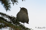 Bergtaigasångare - Hume's Leaf Warbler (Phylloscopus humei)