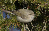 Bergtaigasångare - Hume's Leaf Warbler (Phylloscopus humei)