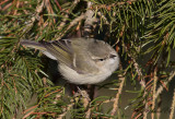 Bergtaigasångare - Hume's Leaf Warbler (Phylloscopus humei)