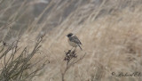 Svarthakad buskskvätta - Stonechat (Saxicola rubicola)
