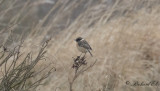 Svarthakad buskskvtta - Stonechat (Saxicola rubicola)