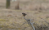 Svarthakad buskskvätta - Stonechat (Saxicola rubicola)