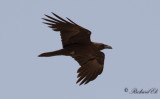 kenkorp - Brown-necked Raven (Corvus ruficollis)
