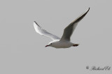 Lngnbbad ms - Slender-billed Gull (Larus genei)