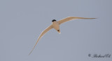 Sandtrna - Gull-billed Tern (Gelochelidon nilotica)