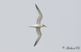 Guineatrna - West African Crested Tern (Thalasseus albididorsalis)