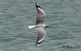 Grhuvad ms - Grey-headed gull (Chroicocephalus cirrocephalus)