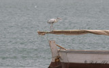 Grhger - Grey Heron (Ardea cinerea monicae)