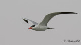 Skrntrna - Caspian Tern (Sterna caspia)