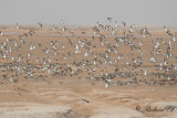 Large Calidris flocks