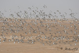 Large Calidris flocks