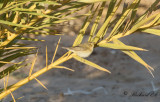Gransngare - Common Chiffchaff (Phylloscopus collybita)
