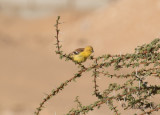 Sudanguldsparv -  Sudan Golden Sparrow (Passer luteus)