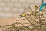Sudanguldsparv -  Sudan Golden Sparrow (Passer luteus)