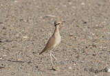 kenlpare - Cream-coloured Courser (Cursorius cursor)