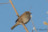 Järnsparv - Dunnock (Prunella modularis)
