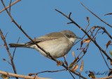 Ärtsångare - Lesser whitethroat (Sylvia curruca)