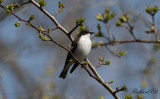 Svartvit flugsnappare - Pied Flycatcher (Ficedula hypoleuca)