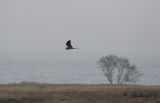 Ängshök - Montagu's Harrier (Circus pygargus)