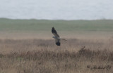 Ängshök - Montagu's Harrier (Circus pygargus)